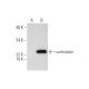 cortistatin Antibody (A-7) - Western Blotting - Image 292094