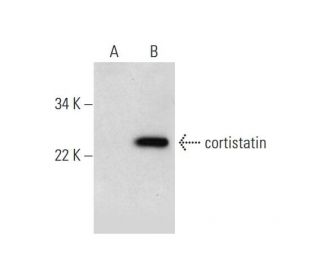 cortistatin Antibody (H-3) - Western Blotting - Image 292093