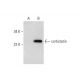 cortistatin Antibody (H-3) - Western Blotting - Image 292093