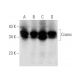 Cosmc Antibody (H-10) - Western Blotting - Image 137060