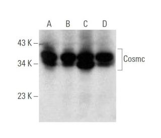Cosmc Antibody (H-10) - Western Blotting - Image 137060Each CRISPR/Cas9 Knockout (KO) Plasmid product consists of a pool of 3 plasmids designed to ensure identification and cleavage of a specific gene for maximum knockout efficiency. Each plasmid encodes a unique 20 nt sequence derived from the GeCKO (v2) library.