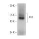 Cot Antibody (H-7) - Western Blotting - Image 150796