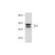 Cot Antibody (H-7) - Western Blotting - Image 299041 