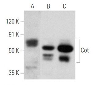 western blotting image from recommended Cot (H-7) monoclonal antibody replacement. Image 354333
