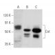 western blotting image from recommended Cot (H-7) monoclonal antibody replacement. Image 354333