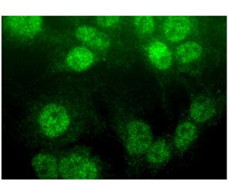 COUP-TF/EAR2 Antibody (F-11) - Immunofluorescence - Image 296813 