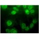 COUP-TF/EAR2 Antibody (F-11) - Immunofluorescence - Image 296813 