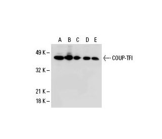 COUP-TFI Antibody (G-6) - Western Blotting - Image 20470 