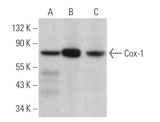 Cox-1抗体(11) | SCBT - Santa Cruz Biotechnology