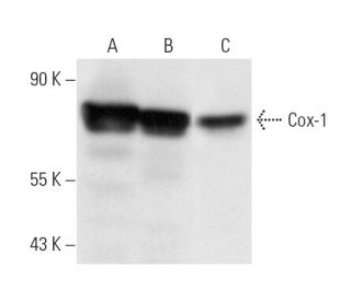 Cox-1 Antibody (AS70) - Western Blotting - Image 14284 