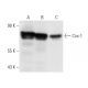 Cox-1 Antibody (AS70) - Western Blotting - Image 14284 