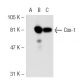 Cox-1 Antibody (AS70) - Western Blotting - Image 30705
