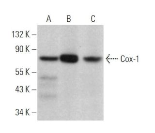 western blotting image from recommended Cox-1 (11) monoclonal antibody replacement. Image 379258