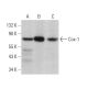 western blotting image from recommended Cox-1 (11) monoclonal antibody replacement. Image 379258