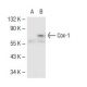 Cox-1 (11): sc-19998. Western blot analysis of Cox-1 expression in...