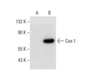 Cox-1 (H-1): sc-166573. Western blot analysis of Cox-1 expression in... 