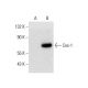 Cox-1 (H-1): sc-166573. Western blot analysis of Cox-1 expression in... 