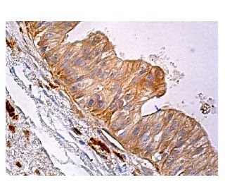 Cox-2 Antibody (D-12): sc-166475