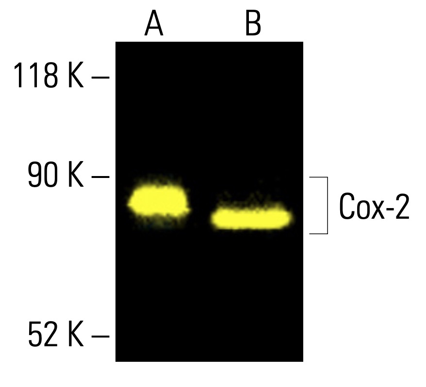 Cox-2 Antibody (D-12) | SCBT - Santa Cruz Biotechnology