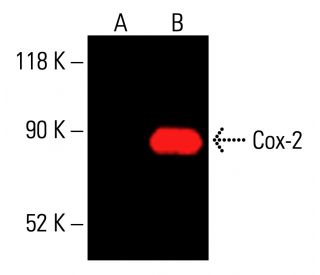 Cox-2 Antibody (D-12) | SCBT - Santa Cruz Biotechnology