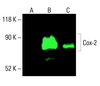 Cox-2 Antibody (D-12) - Western Blotting - Image 414687 