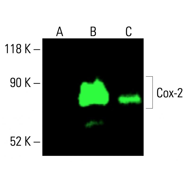 k様* cox-2-antibody-d-12-western-