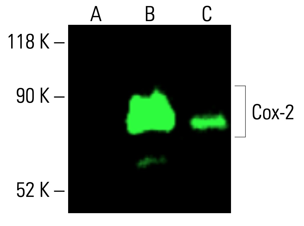 cox-2-antibody-d-12-western-