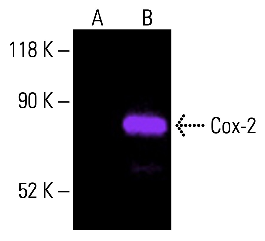 Cox-2 Antibody (D-12) | SCBT - Santa Cruz Biotechnology