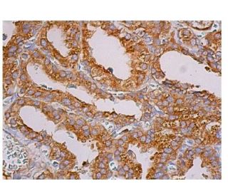 Cox-2 Antibody (H-3) | SCBT - Santa Cruz Biotechnology