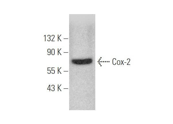 Cox-2 Antibody (H-3) | SCBT - Santa Cruz Biotechnology Cox-2 Antibody (H-3) | SCBT - Santa Cruz Biotechnology