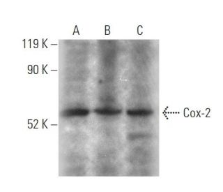 Cox-2 Antibody (H-3) | SCBT - Santa Cruz Biotechnology
