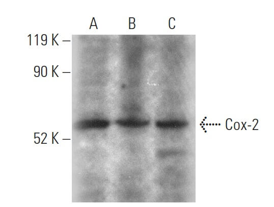 cox-2-antibody-h-3-western- cox-2-antibody-h-3-western-