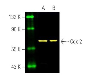 Cox-2 Antibody (H-3) - Western Blotting - Image 391218 
