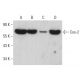 western blotting image from recommended Cox-2 (H-3) monoclonal antibody replacement. Image 379615