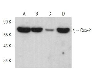 western blotting image from recommended Cox-2 (H-3) monoclonal antibody replacement. Image 379615