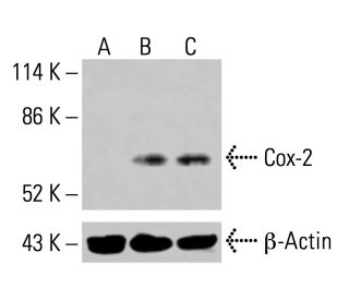 Cox-2 Antibody (H-3) - Western Blotting - Image 414847 