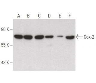 Cox-2 Antibody (H-3) - Western Blotting - Image 400357 