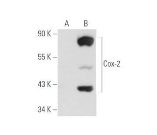 Cox-2 (D-12): sc-166475. Western blot analysis of Cox-2 expression in... 