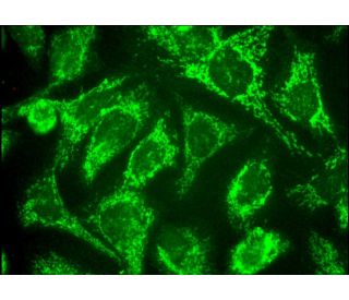 COX17 Antibody (A-8) - Immunofluorescence - Image 375814 