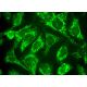 COX17 Antibody (A-8) - Immunofluorescence - Image 375814 
