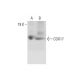 COX17 Antibody (A-8) - Western Blotting - Image 296989