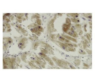 COX17 Antibody (F14) - Immunohistochemistry - Image 36057 