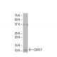 COX17 Antibody (F14) - Western Blotting - Image 33896 