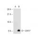 COX17 Antibody (F14) - Western Blotting - Image 40428