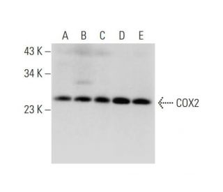 COX2 Antibody (D-5)