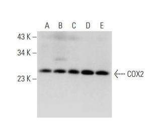 western blotting image from recommended COX2 (D-5) monoclonal antibody replacement. Image 319392