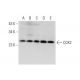western blotting image from recommended COX2 (D-5) monoclonal antibody replacement. Image 319392