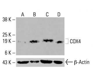 COX4 Antibody (4D11-B3-E8) - Western Blotting - Image 416477