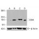 COX4 Antibody (4D11-B3-E8) - Western Blotting - Image 416477