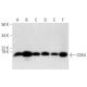 western blotting image from recommended COX4 (F-8) monoclonal antibody replacement. Image 295850